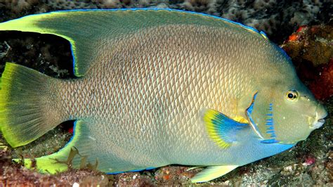 bony fish